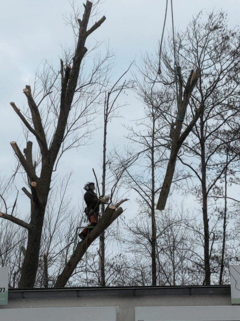 Ein Baum wird gekürzt