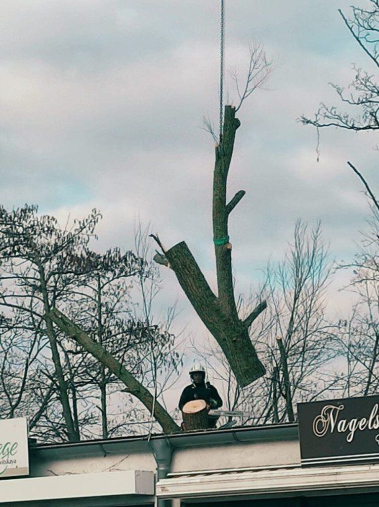 Kran transportiert Stück vom Baum