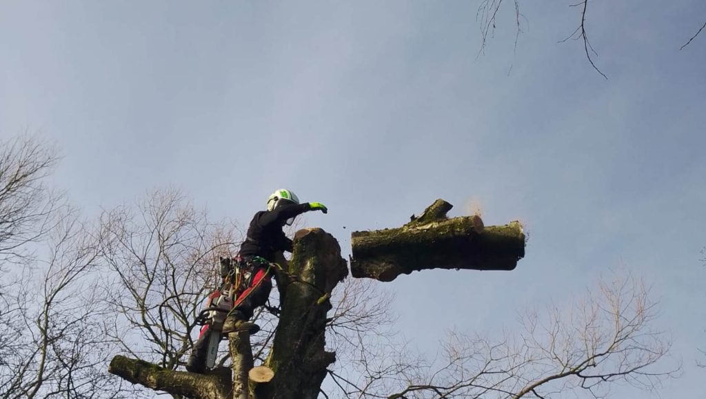 Ein Stamm wird abgesägt